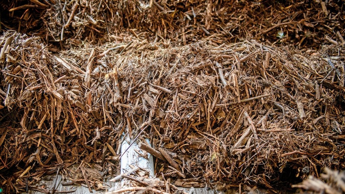 Der Brennstoff des Biomasse-Heizwerks in Nordhausen, das im April in Betrieb genommen wurde. Dieses erzeugt unter anderem Wärme beim Verbrennen von nicht kompostierbarem Grüngut des Abfallwirtschaftszentrums. Foto: