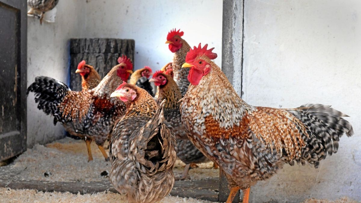 Halter von Geflügel sollen im Kyffhäuserkreis ihre Haltebedingungen und Schutzmaßnahmen gegen die Geflügelpest zu überprüfen. 