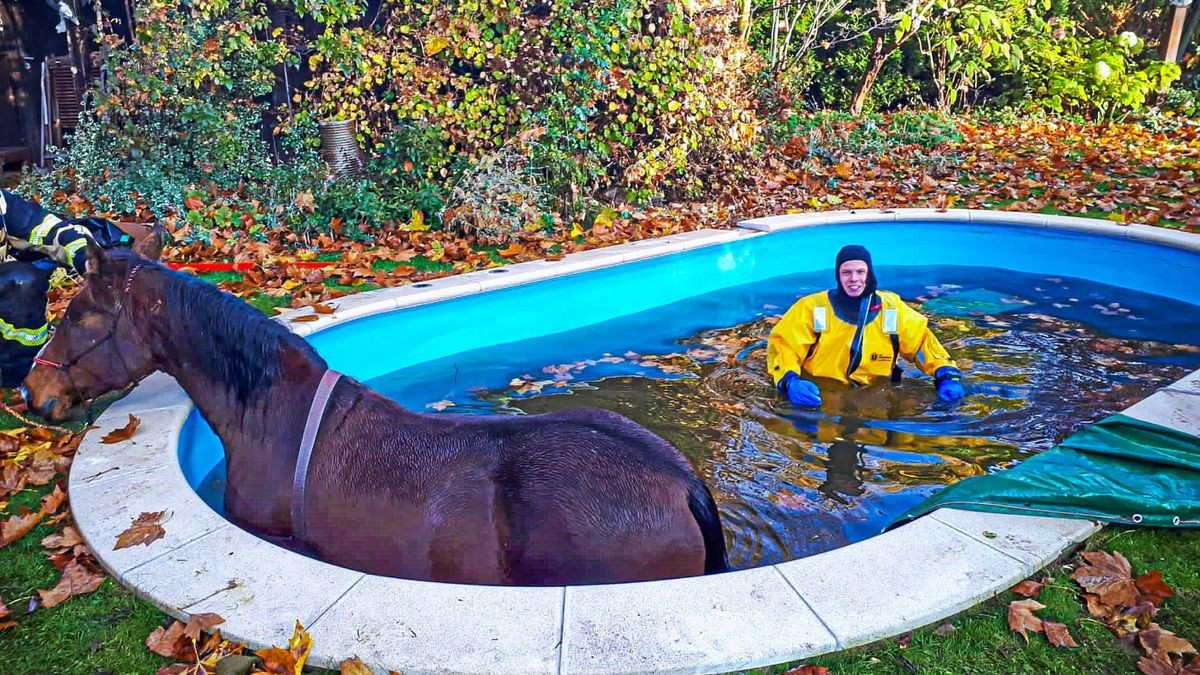 Ein Feuerwehrmann stieg ins kalte Wasser, um das Pferd zu beruhigen und zu sichern.