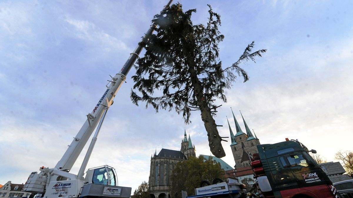 Der Weihnachtsbaum Rupfi, eine Rotfichte des 168. Erfurter Weihnachtsmarktes auf dem Erfurter Domplatz, wurde 2018 überregional bekannt.