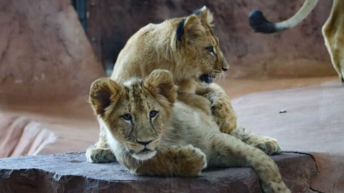 Zuri und Saba haben den Zoopark Erfurt verlassen und gewöhnen sich bereits sehr gut im Dortmunder Zoo ein.