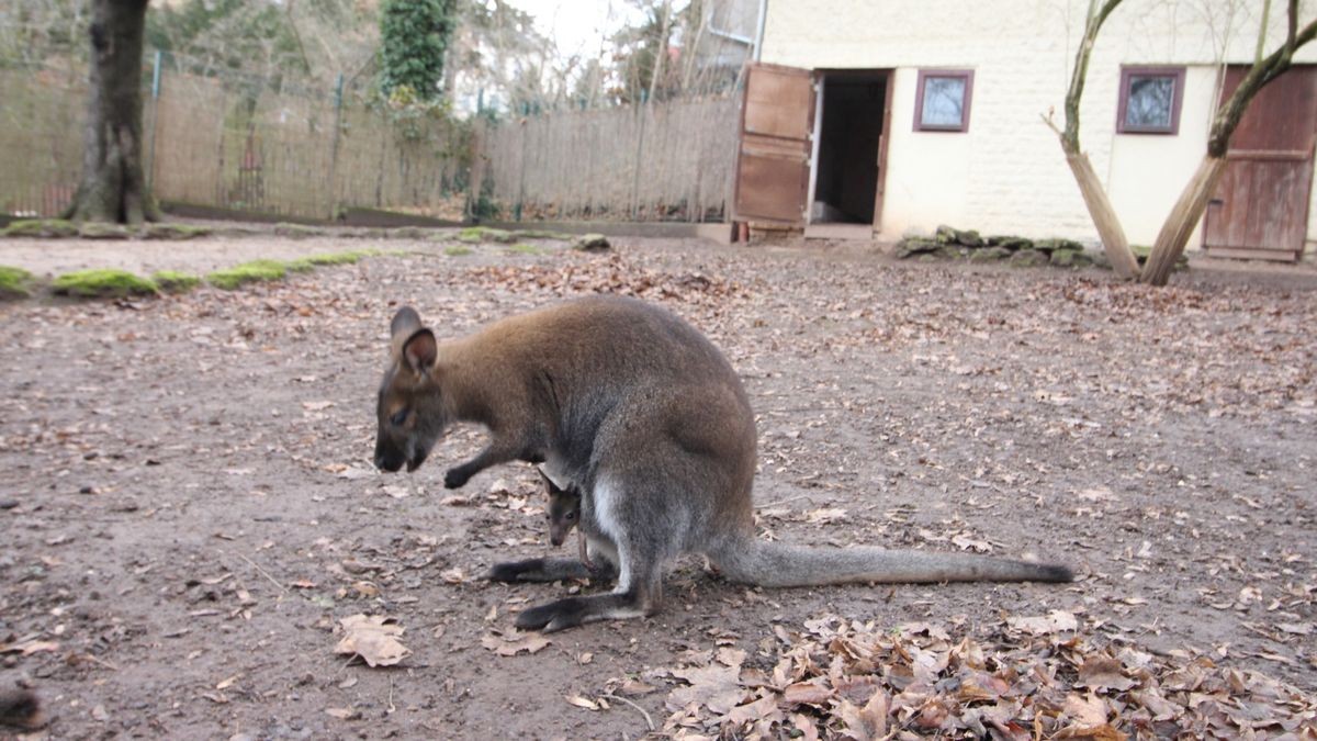 Bescherung für die Kängerus im Tiergarten Eisenberg