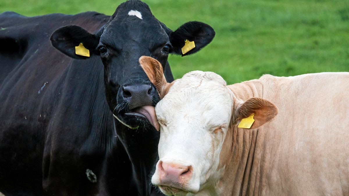 Nicht nur weniger Milchkühe werden in Thüringen gehalten. So ist auch die Zahl der Schweine zurückgegangen. (Symbolfoto)