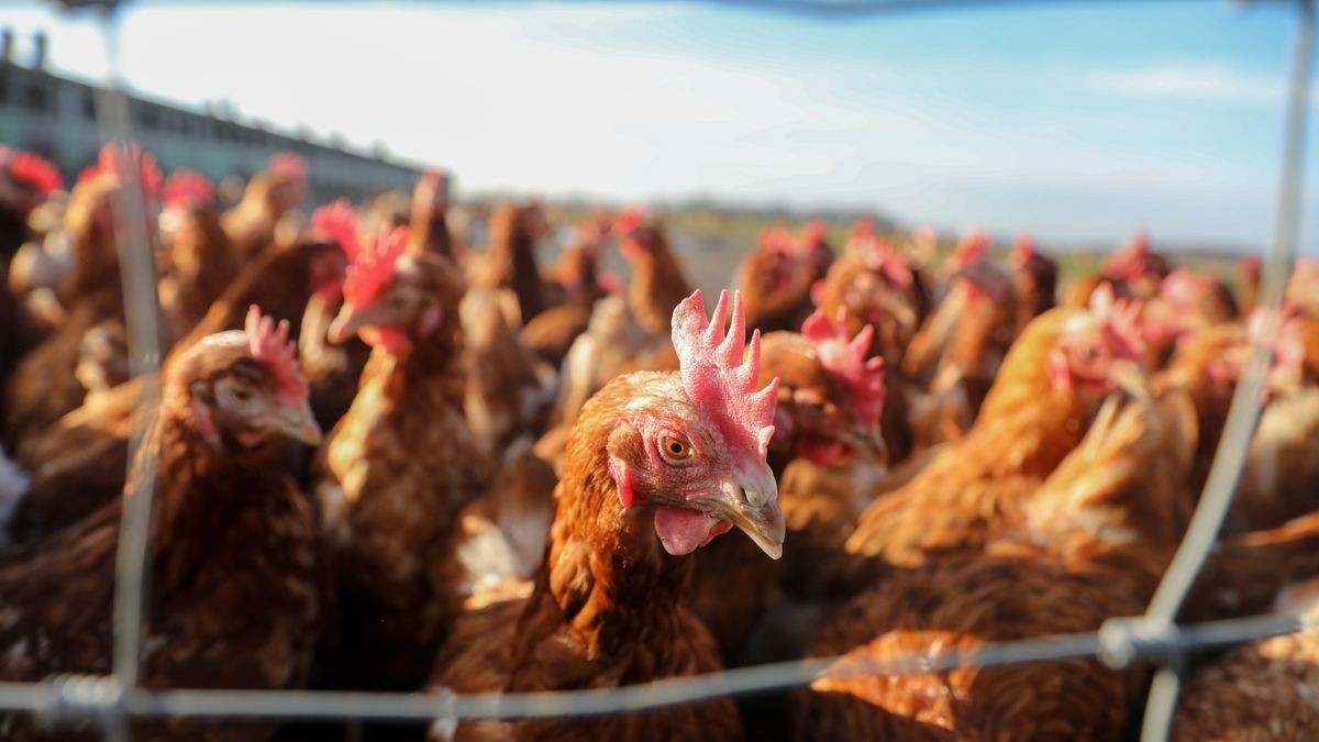 Ob absichtliche Tierquälerei oder unüberlegtes Handeln - letzten Endes war es ein erschreckendes Erlebnis für mehrere Hühner auf einem Grundstück in Rudolstadt. Unbekannte hatten einen Böller geworfen, der unmittelbar neben den Tieren landete. Der Krach war so heftig, dass die Hühner vor Schreck erstarrten. Die Eigentümerin erstattete daraufhin Anzeige wegen versuchter Sachbeschädigung, dem Verstoß gegen das Tierschutzgesetz sowie die Sprengstoffverordnung.