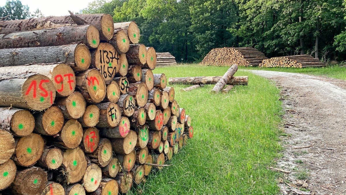 Holzstapel in der Fahner Höhe zwischen Eschenbergen und Gierstädt.