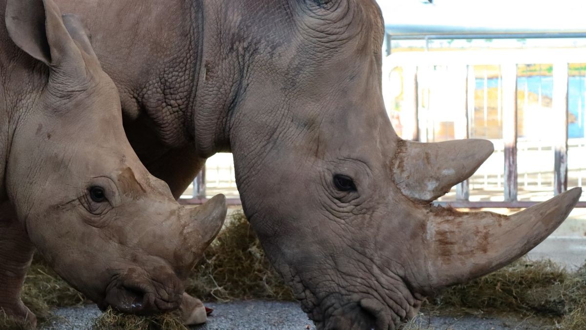 Nashorn-Kuh Marcita mit ihrem 14 Monate alten Sohn Tayo.