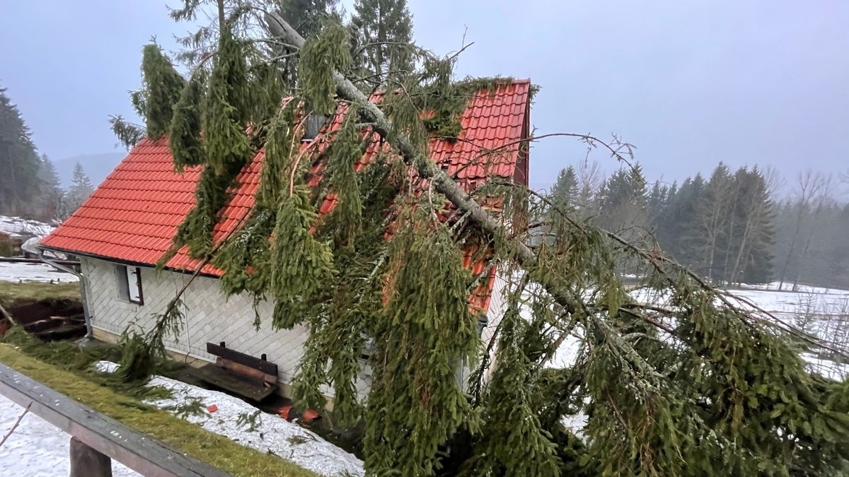 In Gehlberg stürzte ein großer Nadelbaum auf ein Wohnhaus. Verletzt wurde niemand. 