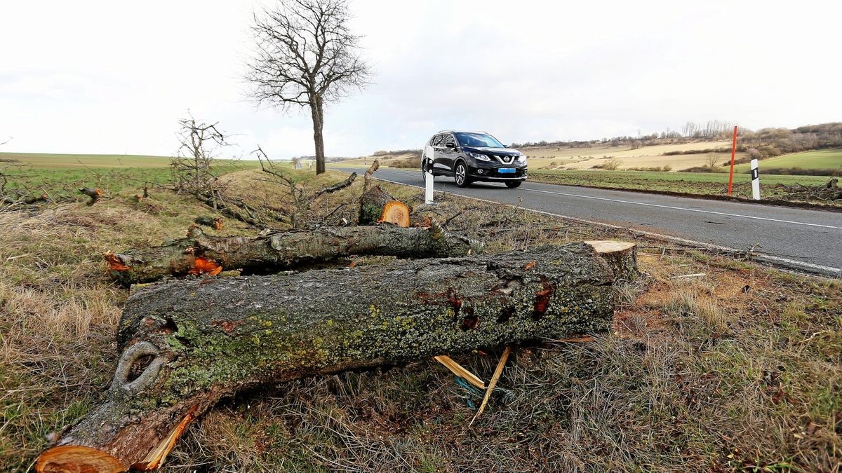 An der Landstraße zwischen Holzthaleben und Keula sorgte am frühen Morgen ein umgestürzter Baum für Verkehrschaos.