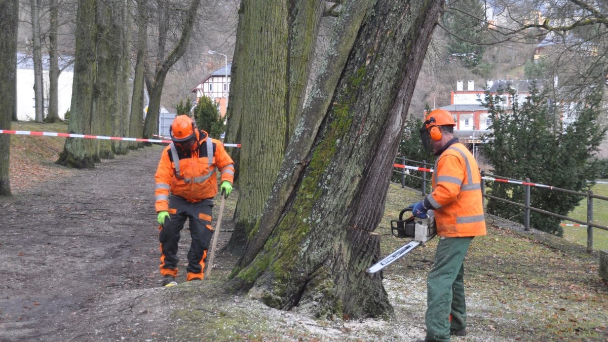 Im Bad Lobensteiner Kurpark hatte sich eine Linde gefährlich stark zur Seite geneigt. Mitarbeiter des Stadtbauhofes mussten zur Säge greifen.