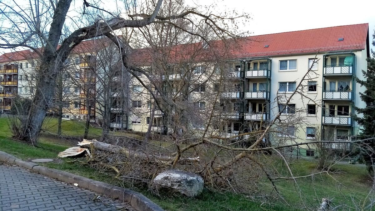 Zudem kippten Bäume auf dem Friedhof, im Salinepark, in der Reinsdorfer Straße sowie drei auf dem Weinberg um.