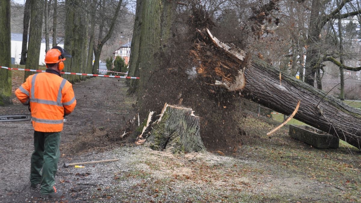 Nach dem Fällen zeigte sich, dass weite Teile der Linde bereits recht morsch gewesen sind.