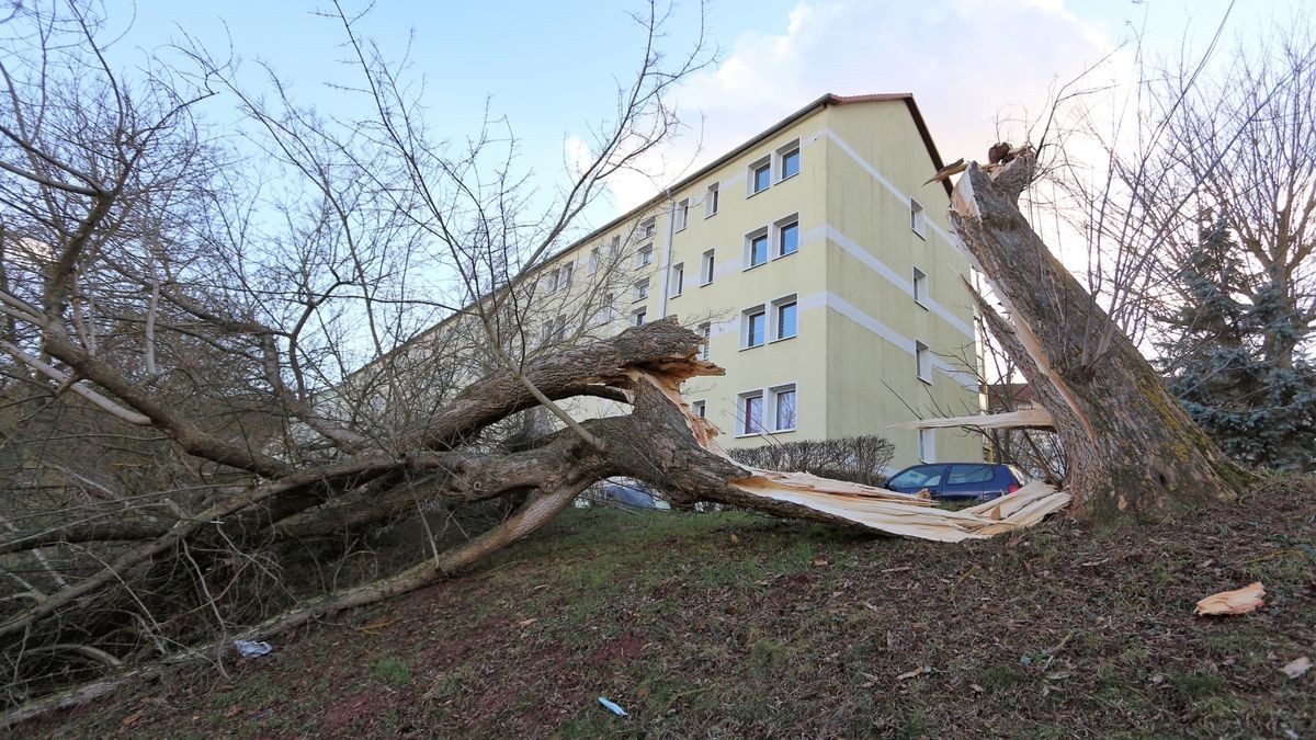 Weitere umgestürzte Bäume wurden zwischen Bad Frankenhausen und Rottleben, aus Kleinroda, Holzthaleben, Bendeleben, Peukendorf, Westgreußen, Rottleben, Seehausen, Feldengel, Sondershausen, Kleinberndten, Großberndten, Bellstedt, Nausitz, Ringleben, Wasserthaleben, Ebeleben, Clingen, Hachelbich, Westgreußen, Greußen und Schernberg gemeldet.