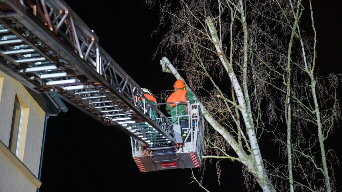 Die Kameraden der Berufsfeuerwehr und der Freiwilligen Feuerwehr Weimar-Mitte sägten den Baum Stück für Stück von der Drehleiter aus zurück. 