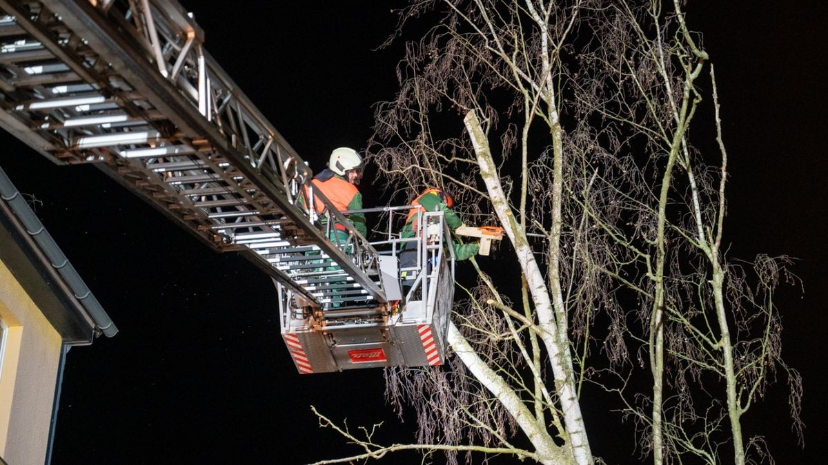 In der Musäusstraße drohte, eine rund 17 Meter hohe Pappel in ein Wohnhaus zu kippen. 