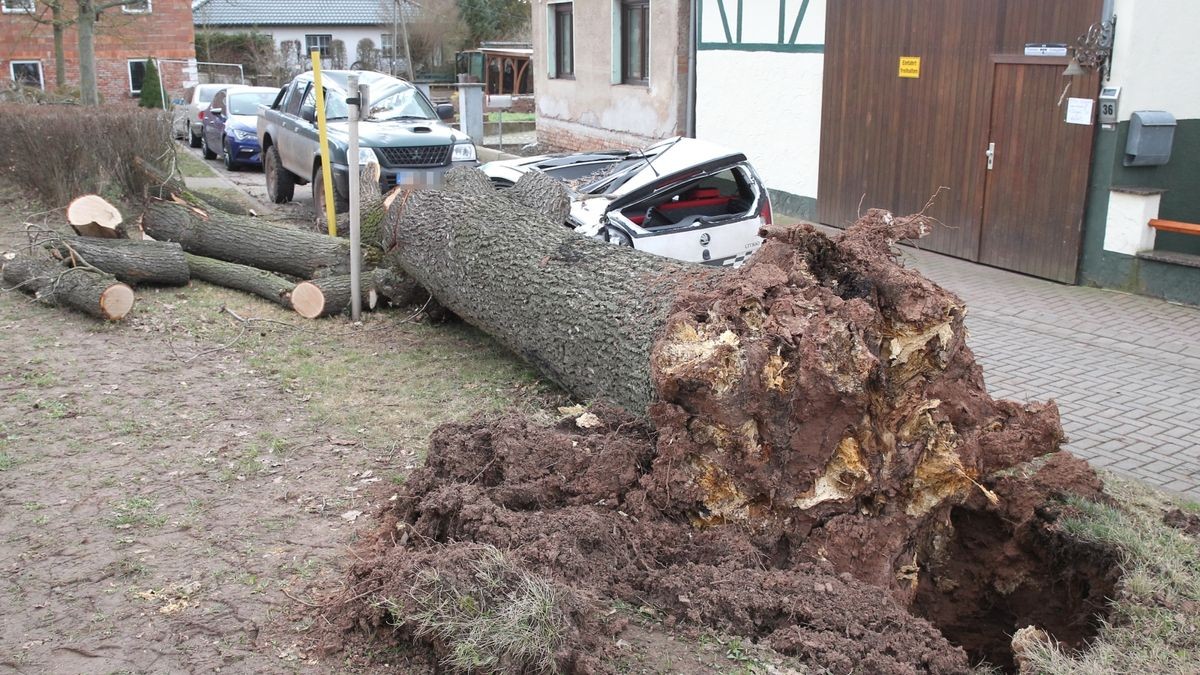 Ein umgestürzter Baum zerstört zwei Autos in der Kleinwechsunger Hauptstraße.