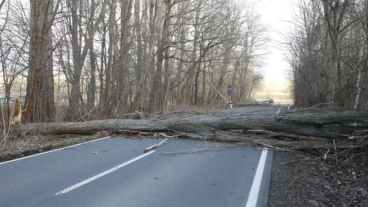 Mehrere große Äste und komplett abgebrochene Bäume blockierten die Straße.