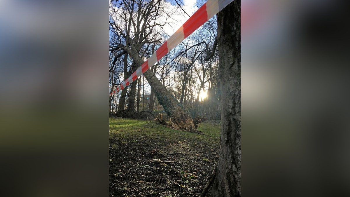 Nach dem Sturm: Ein entwurzelter Baum in Schlosspark von Gotha, im Hintergrund ist Schloss Friedenstein zu sehen.