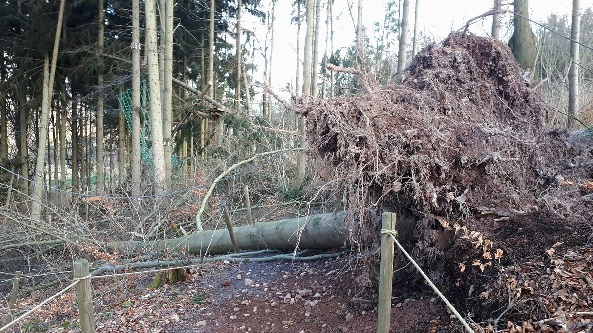 Die Februar-Stürme haben durch umgestürzte Bäume den Kletterwald am Datenberg in Bad Tabarz schwer beschädigt. Derzeit ist noch nicht klar, ob die Attraktion, die eigentlich am 26. März in die neue Saison starten sollte, überhaupt wieder aufgebaut werden kann. Betreiber Danny Luderer hat zudem in seinem zweiten Kletterwald in Hohenfelden Sturmschäden zu verzeichnen.