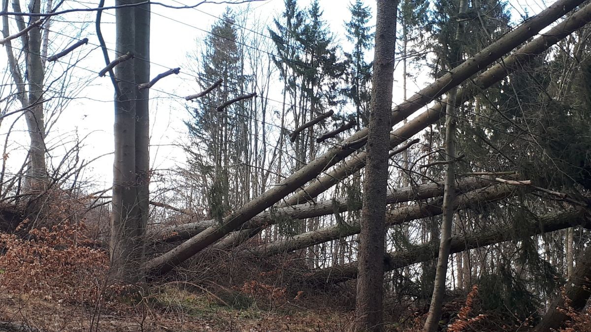 Die Februar-Stürme haben durch umgestürzte Bäume den Kletterwald am Datenberg in Bad Tabarz schwer beschädigt. Derzeit ist noch nicht klar, ob die Attraktion, die eigentlich am 26. März in die neue Saison starten sollte, überhaupt wieder aufgebaut werden kann. Betreiber Danny Luderer hat zudem in seinem zweiten Kletterwald in Hohenfelden Sturmschäden zu verzeichnen.