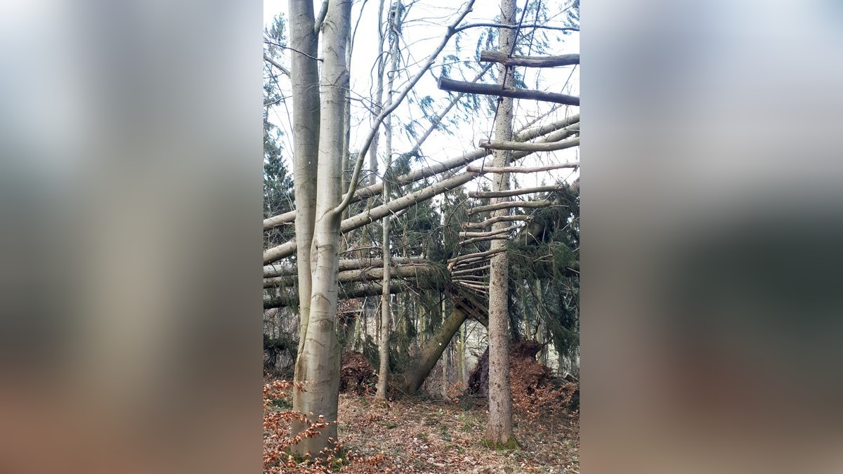 Die Februar-Stürme haben durch umgestürzte Bäume den Kletterwald am Datenberg in Bad Tabarz schwer beschädigt. Derzeit ist noch nicht klar, ob die Attraktion, die eigentlich am 26. März in die neue Saison starten sollte, überhaupt wieder aufgebaut werden kann. Betreiber Danny Luderer hat zudem in seinem zweiten Kletterwald in Hohenfelden Sturmschäden zu verzeichnen.