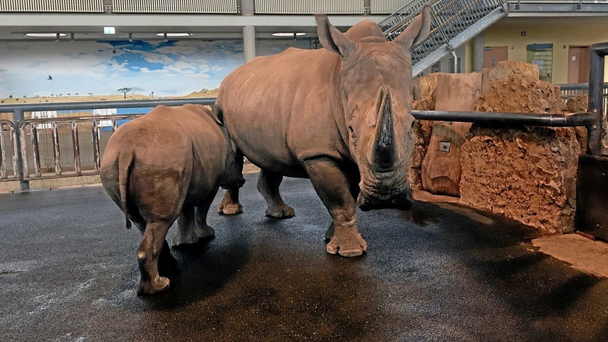 Auch bei der jüngsten Zoo-Inventur Mitte Januar waren Marcita und Tayo noch bei bester Gesundheit. Anfang Februar starben die Tiere völlig unerwartet.