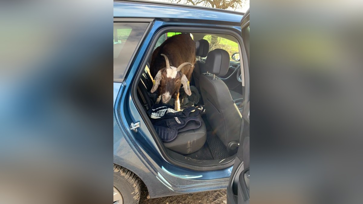 Unerwarteter Besuch: Ein Ziegenbock, der gerne Auto fährt, setzte sich im Kyffhäuserkreis zu der Polizei auf den Rücksitz. Wie die Polizei am Freitag mitteilt, stieg ein Ziegenbock auf den Rücksitz des zivilen Polizeifahrzeugs, kaum dass die Beamten geparkt hatten. Das Tier hatte wahrscheinlich an eine Spritztour gedacht, denn nach Aussage seines Herrchens fährt der Bock gern Auto.