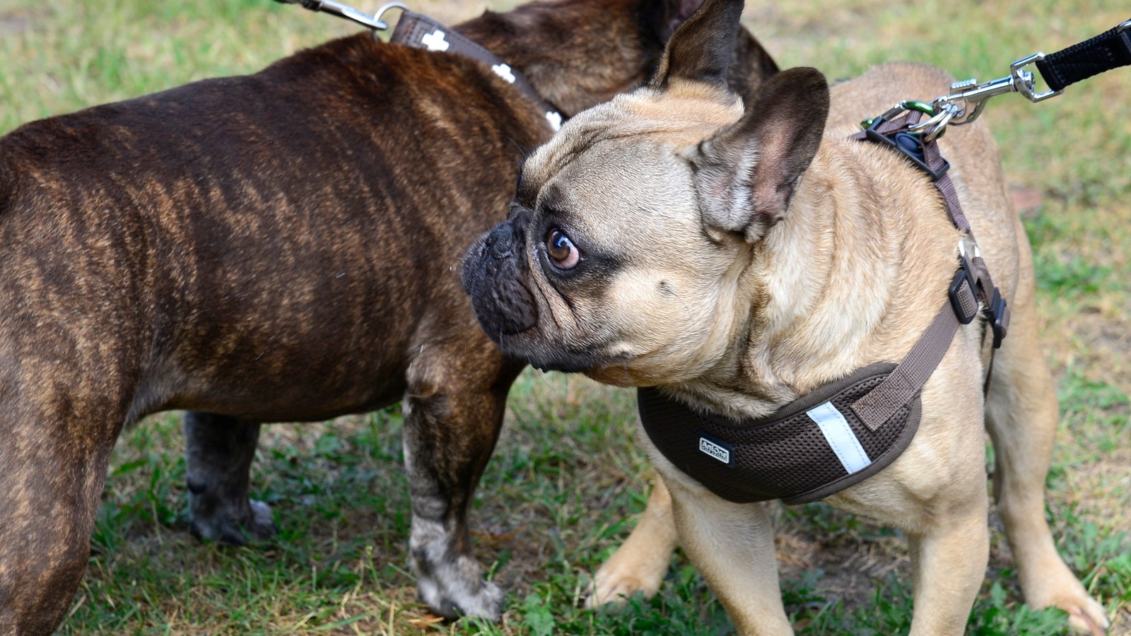 Hund pinkelt an Aufsteller in Rudolstadt Besitzer drohen Geschäftsleuten Schläge an