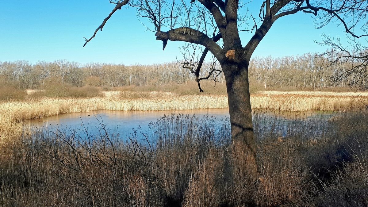 Gotha Siebleber Teich wird von zu viel Schilf befreit