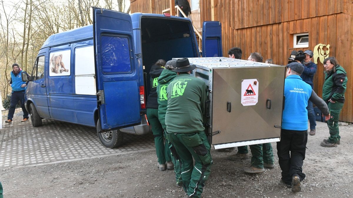 Drei Bären wurden direkt aus dem Kriegsgebiet in der Ukraine gerettet. Ein fünfköpfiges Team der Stiftung für Bären brach am Montagfrüh Richtung Ukraine auf um zwei junge Braunbären und eine Kragenbärin zu retten. Die Bären befanden sich in der Ostukraine in einer Auffangstation, ähnlich wie der Worbiser Bärenpark. Die Kragenbärin kommt in eine Auffangstation des Deutschen Tierschutzvereins in Weidefeld in Schleswig-Holstein.