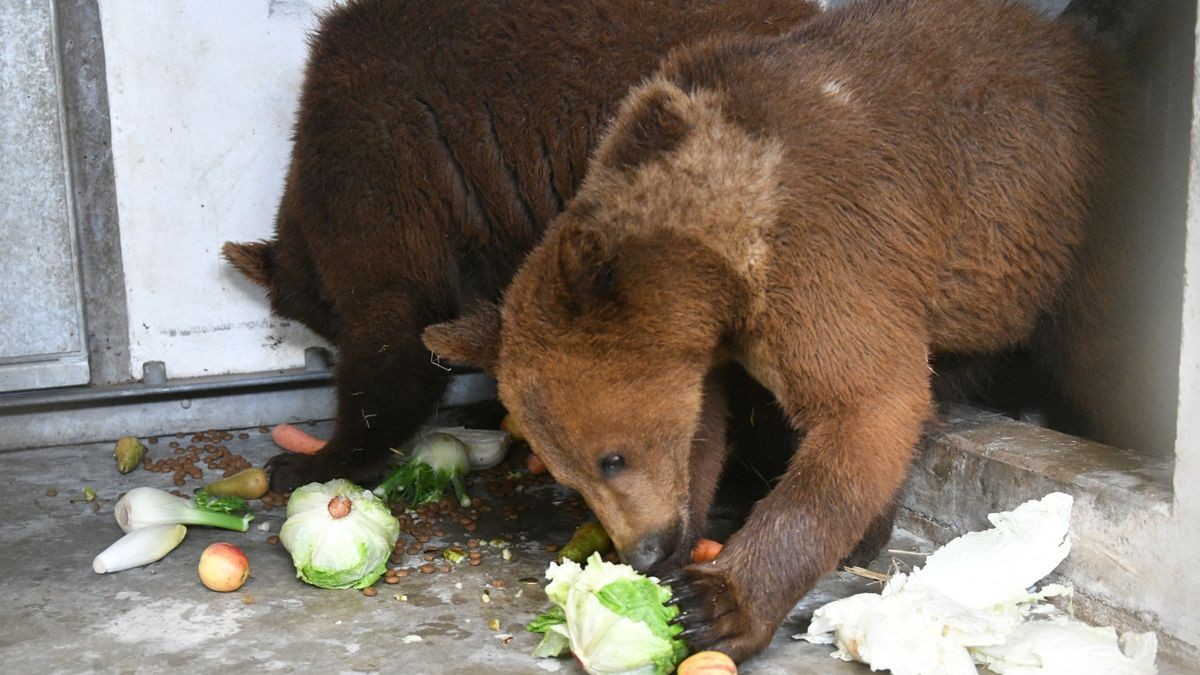 Drei Bären wurden direkt aus dem Kriegsgebiet in der Ukraine gerettet. Ein fünfköpfiges Team der Stiftung für Bären brach am Montagfrüh Richtung Ukraine auf um zwei junge Braunbären und eine Kragenbärin zu retten. Die Bären befanden sich in der Ostukraine in einer Auffangstation, ähnlich wie der Worbiser Bärenpark. Die Kragenbärin kommt in eine Auffangstation des Deutschen Tierschutzvereins in Weidefeld in Schleswig-Holstein.