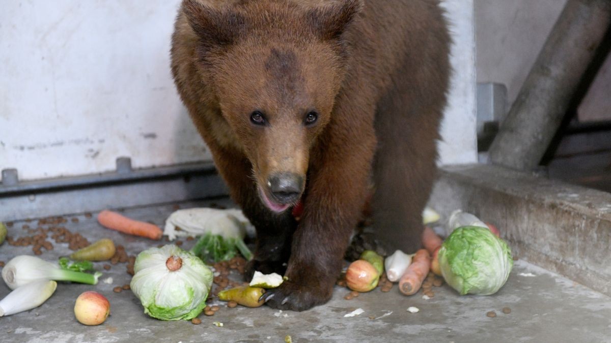 Drei Bären wurden direkt aus dem Kriegsgebiet in der Ukraine gerettet. Ein fünfköpfiges Team der Stiftung für Bären brach am Montagfrüh Richtung Ukraine auf um zwei junge Braunbären und eine Kragenbärin zu retten. Die Bären befanden sich in der Ostukraine in einer Auffangstation, ähnlich wie der Worbiser Bärenpark. Die Kragenbärin kommt in eine Auffangstation des Deutschen Tierschutzvereins in Weidefeld in Schleswig-Holstein.