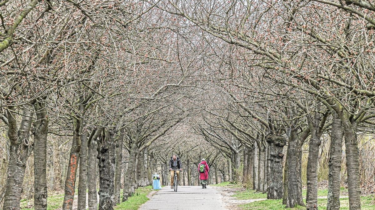 Kirschblüten Berlin So wunderschön blüht es am Berliner Mauerpark
