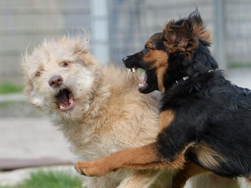 Frau will kämpfende Hunde trennen – Fingerkuppe abgebissen