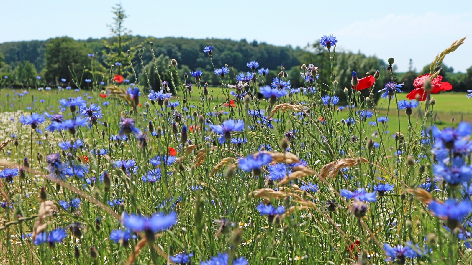 Blühstreifen für Bienen Büchen gewinnt Saatgut