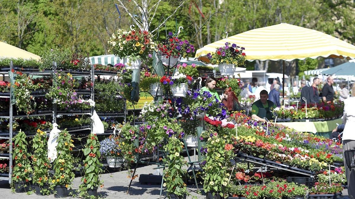 Am Freitag hat der Blumen- und Gartenmarkt 2022 auf dem Erfurter Domplatz eröffnet. Er geht bis Sonntag.