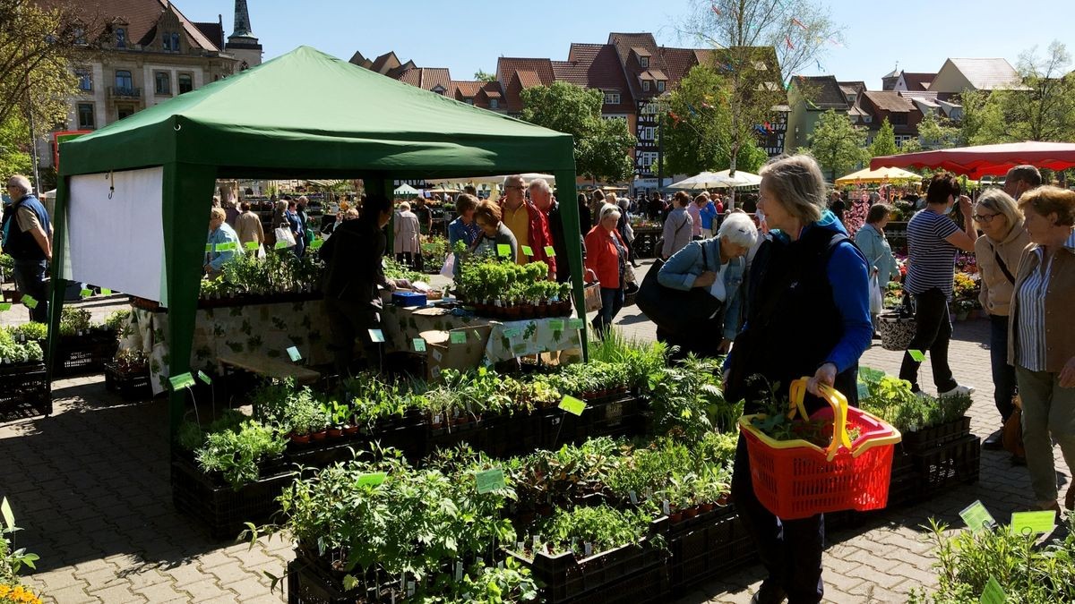 Am Freitag hat der Blumen- und Gartenmarkt 2022 auf dem Erfurter Domplatz eröffnet. Er geht bis Sonntag.