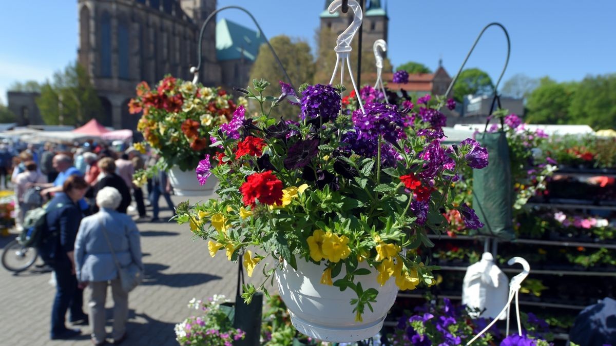 Am Freitag hat der Blumen- und Gartenmarkt 2022 auf dem Erfurter Domplatz eröffnet. Er geht bis Sonntag.