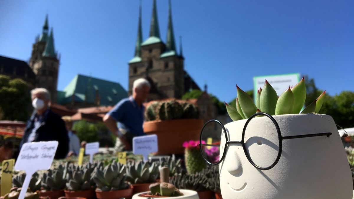 Am Freitag hat der Blumen- und Gartenmarkt 2022 auf dem Erfurter Domplatz eröffnet. Er geht bis Sonntag.