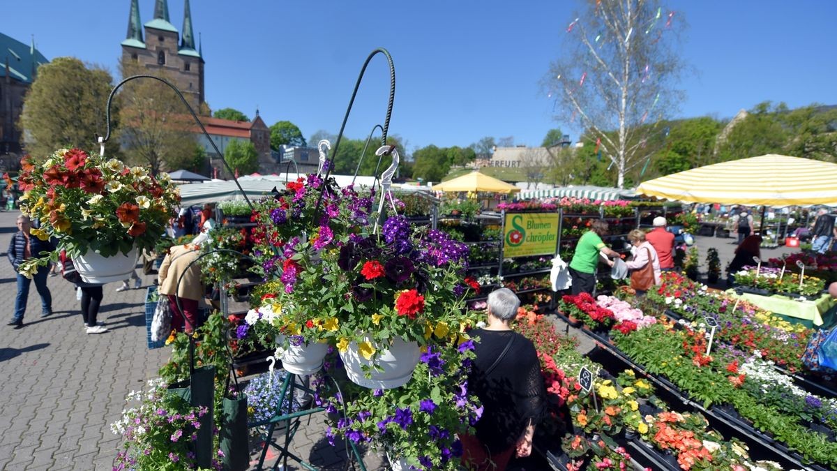 Am Freitag hat der Blumen- und Gartenmarkt 2022 auf dem Erfurter Domplatz eröffnet. Er geht bis Sonntag.