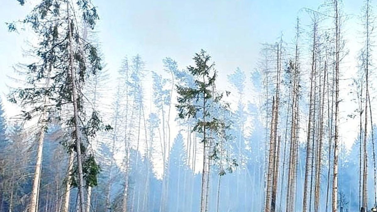 Ein Hektar Wald brannte am frühen Mittwochabend in einem Waldstück zwischen Lindigshof und Weißendiez. Über 80 Einsatzkräfte waren im Einsatz. 