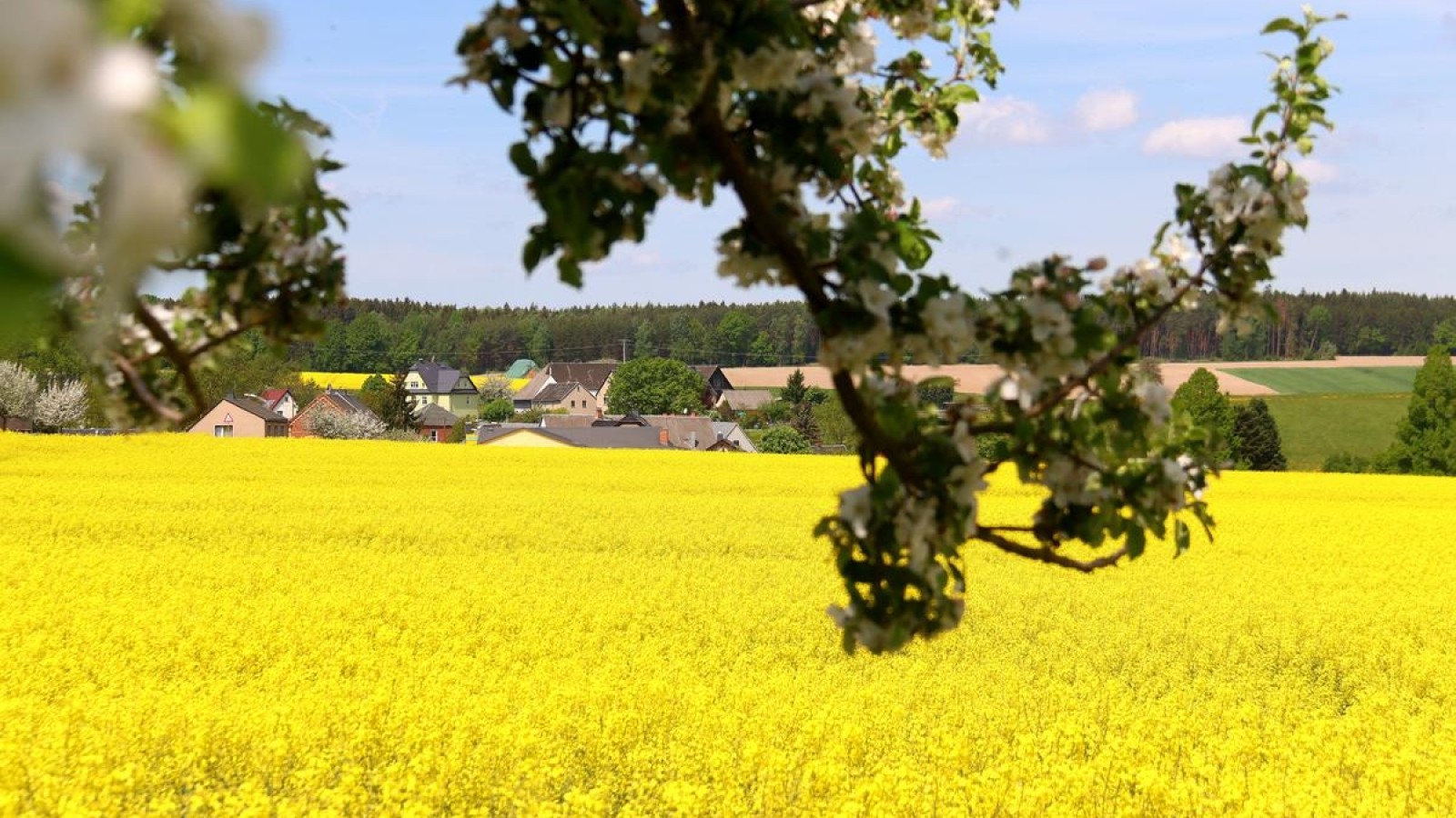 Landkreis Greiz Blütenstaub so weit das Auge reicht