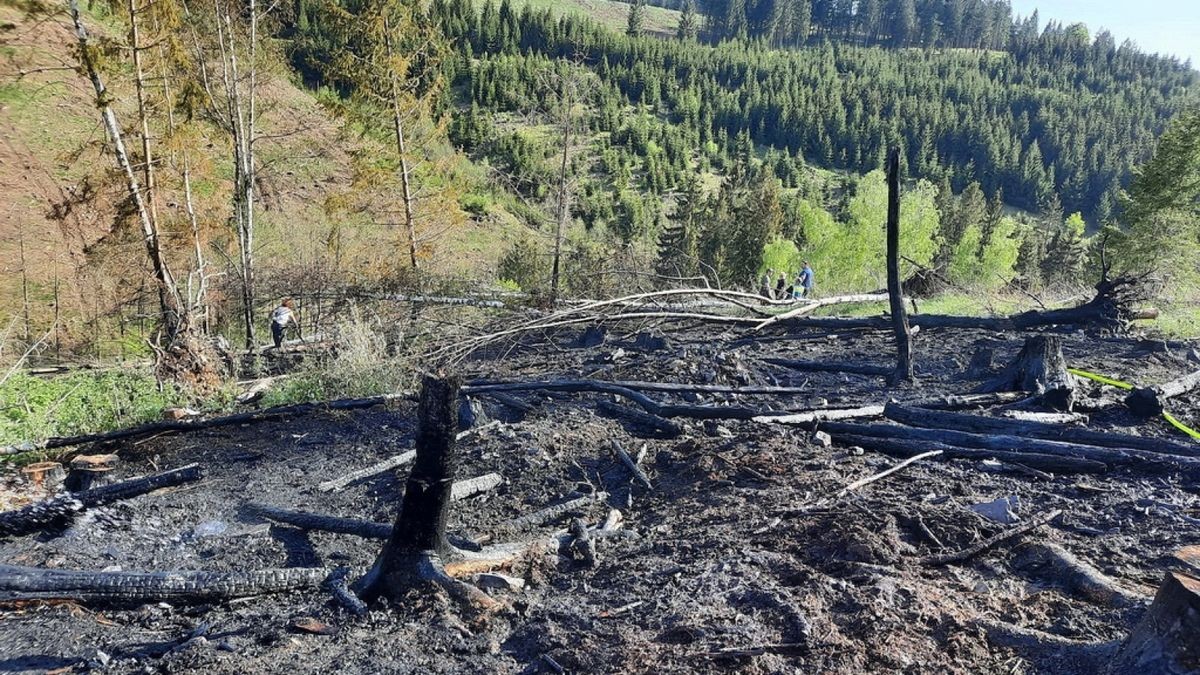 Zu einem Waldbrand wurden am Sonntag die Einsatzkräfte der Feuerwehren Niedersachswerfen , Ilfeld/Wiegersdorf sowie Neustadt/Osterode alarmiert.