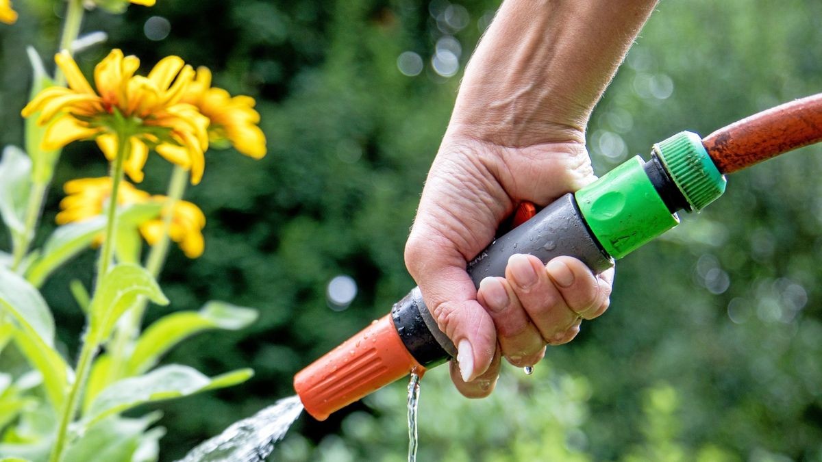 Gießt man Gartenpflanzen zu häufig, beeinträchtigt das ihr Vermögen, sich selbst mit Wasser aus dem Boden zu versorgen. 