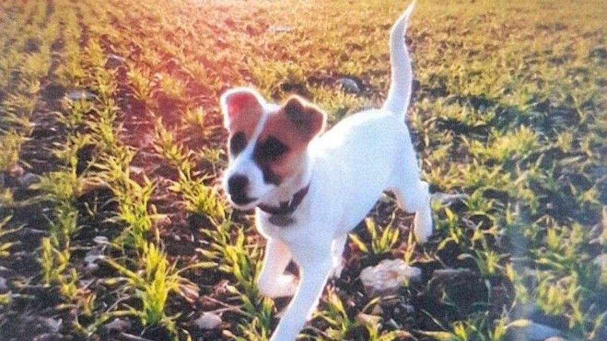 Jack-Russel-Hündin Twinky ist offenbar gestohlen worden.