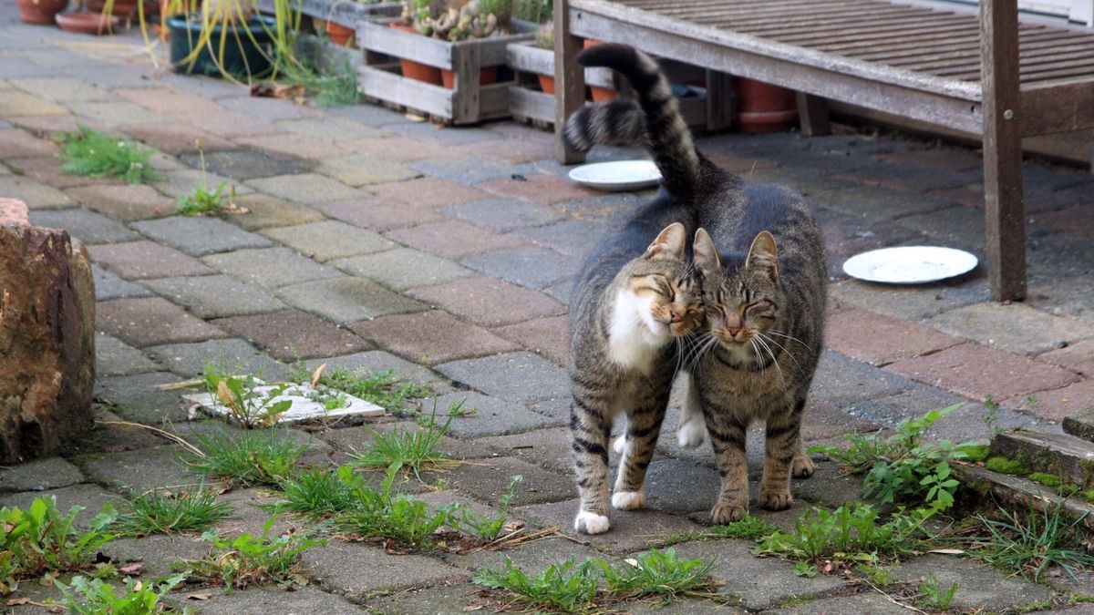 Zwei streunende Katzen, die sich eng aneinander schmiegen.