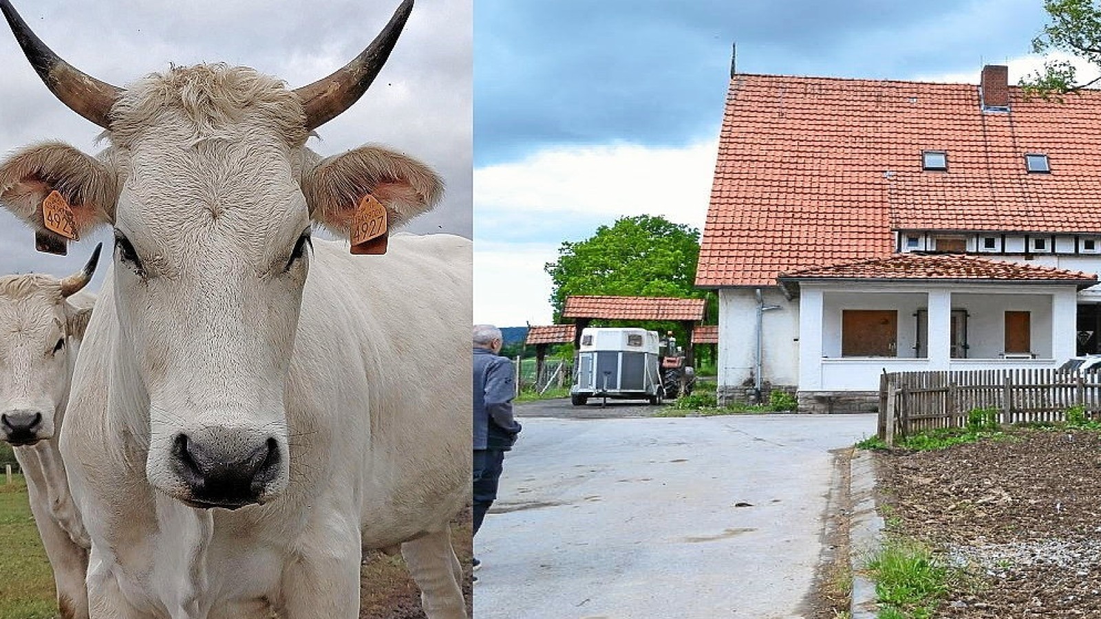 Mitten im Sauerland lebt die größte Rinderrasse der Welt