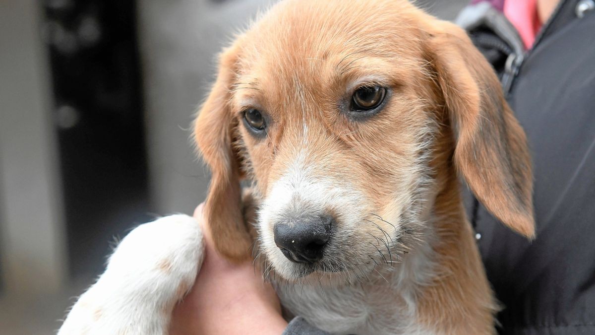 Ein sechs Monate alter Beagle soll in Erfurt misshandelt worden sein (Symbolfoto). 