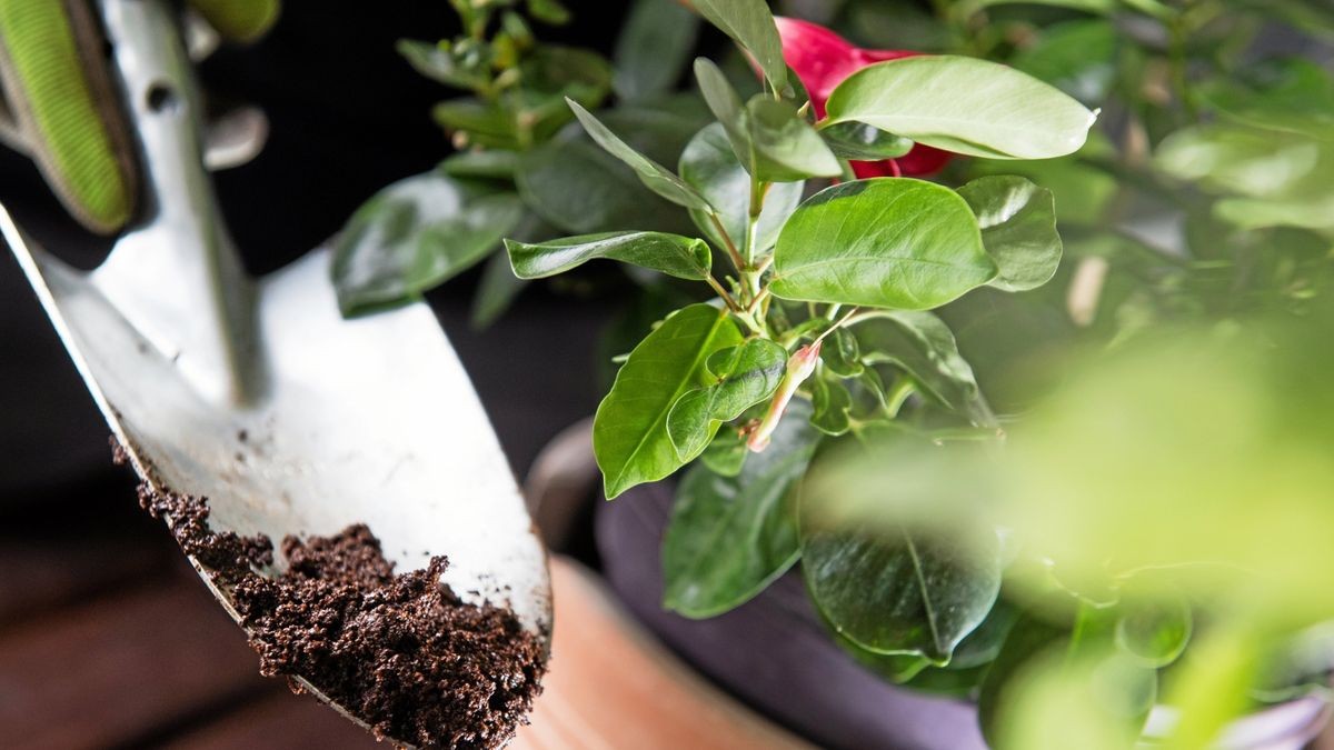 Kaffee ist ein geschätzter Dünger für die Pflanzen im Zimmer und im Garten. 