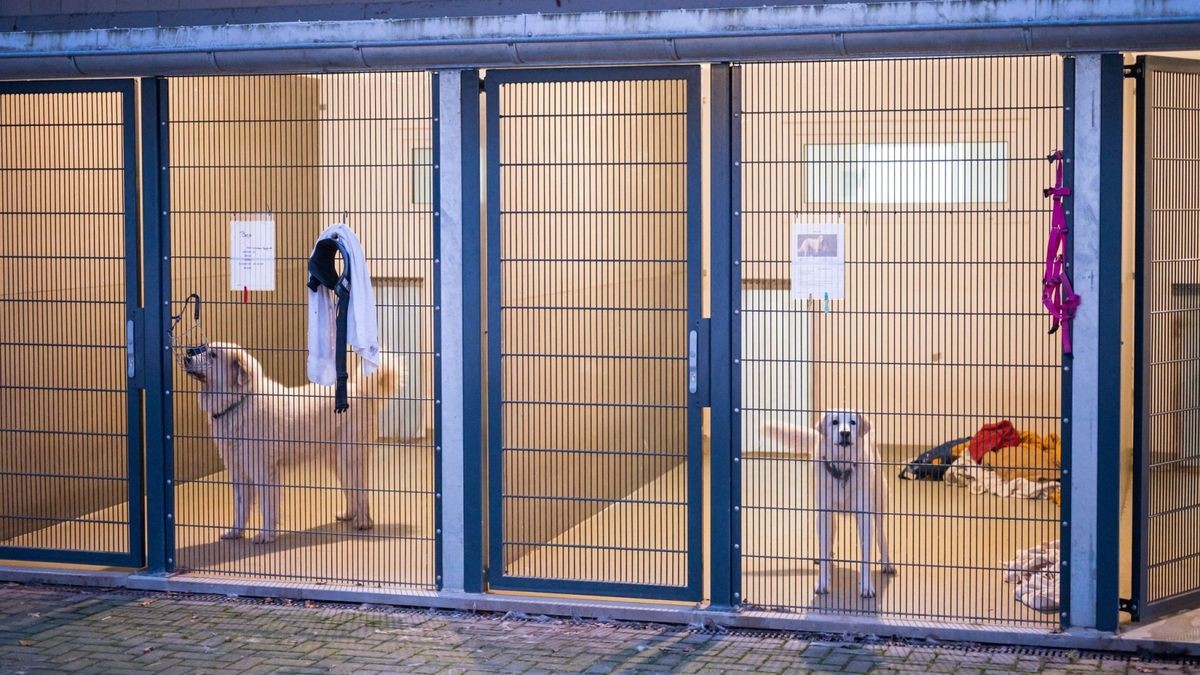 Tierheime in Thüringen sollen finanziell unterstützt werden. (Symbolfoto)