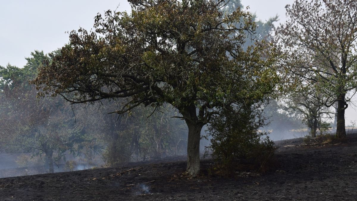 Ein Brand auf einer Fläche von mehr als 30 Hektar hat am Montag rund 80 Einsatzkräfte von 16 Feuerwehren bei Jehmichen südlich von Saalfeld in Atem gehalten. 